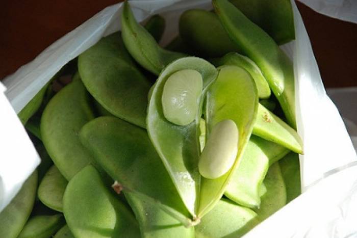 Habas guisadas