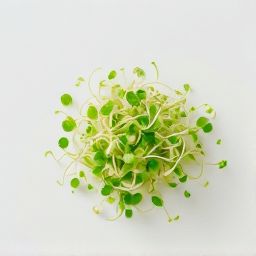 Germinados